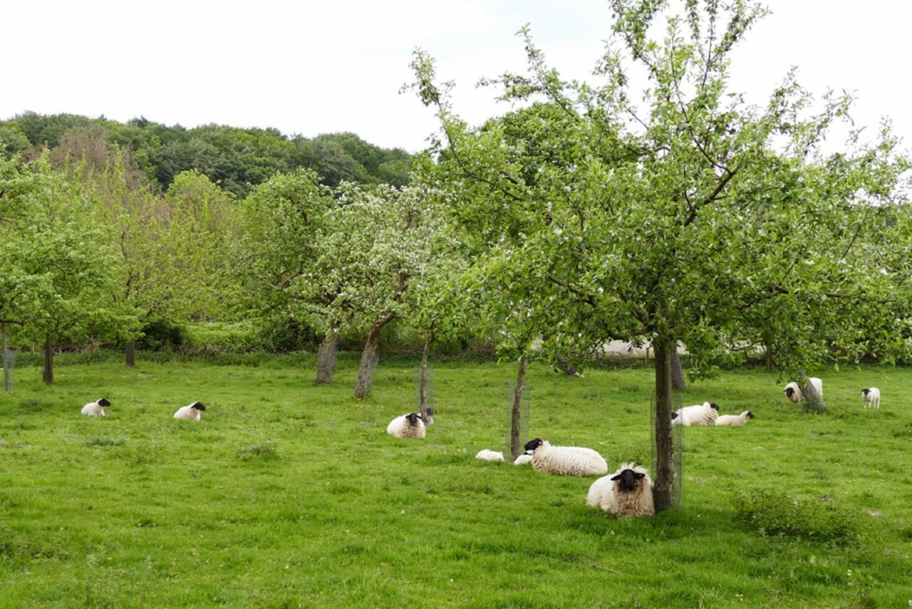 Ferienwohnung An Der Obstwiese Borgholzhausen 外观 照片